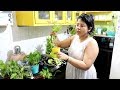 Mera MAGIC MASALA | How To Grow Money Plant Easily At Home | Indoor Plants Care