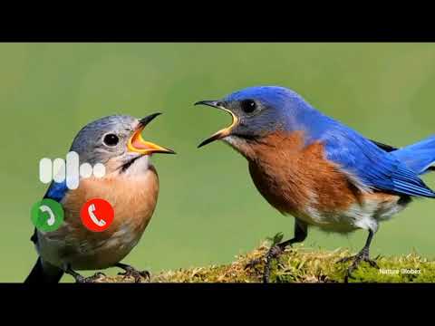 Bird Bgm Ringtones, Bird chirping, Instrumental ringtone, Bird Sound ringtones