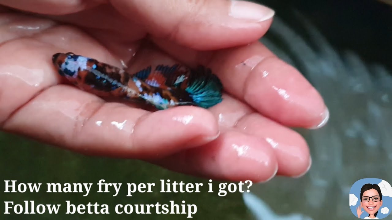 ตามดูปลาเกี้ยวพาราสี,เพาะปลากัด1ครอกได้ปลากัดกี่ตัว#ป้าตุ้ยยูทูป@ร้อยรูปเล่าเรื่อง