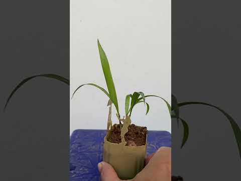 Video Làm chậu cảnh bằng chai nhựa bỏ - youtube
