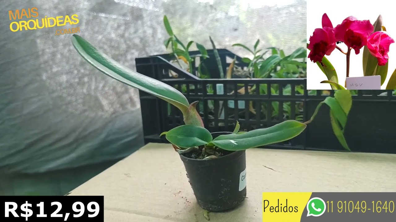 CATTLEYA BLC MSV #SHORTS #QUEROMAISORQUIDEAS #ORQUIDEAS - thptnganamst.edu.vn