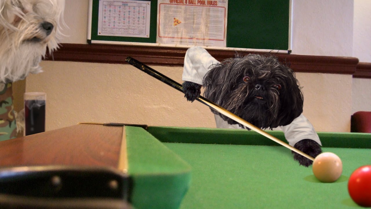 Dog Judo Spider Provider YouTube