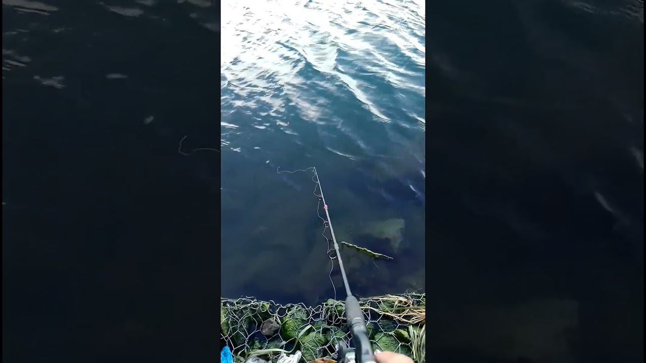 nyoba mancing umpan cacing di danau 