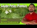 Saúde Pelas Plantas - Erva Cidreira [Alzheimer, herpes, insônia, sistema imunológico]