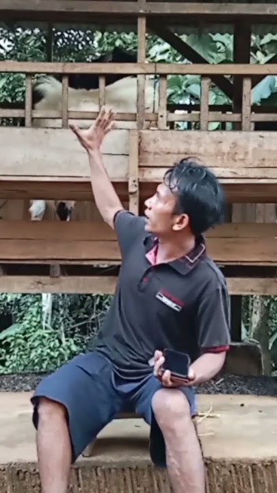 How to make female goats quickly become hot