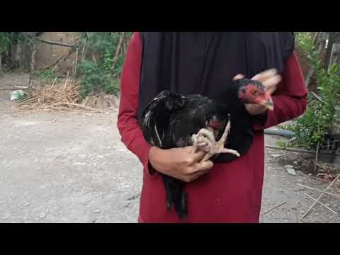 TEKNIK HANDLING UNGGAS | Praktikum TPH Paramedik Veteriner IPB University - YouTube