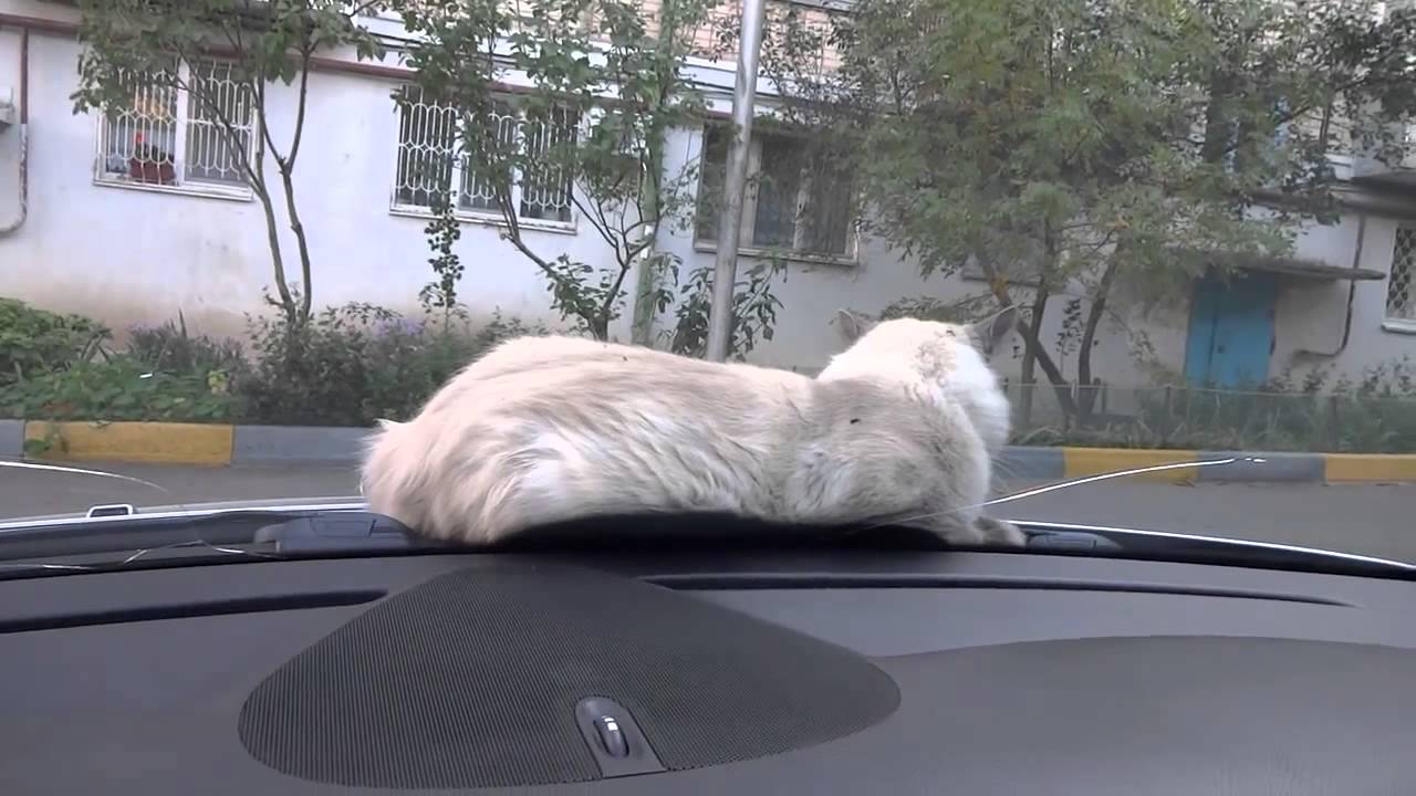 Бер кот авто