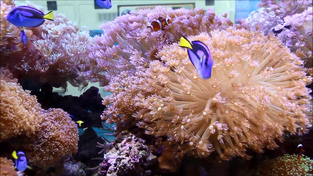 camera iphone 8 plus apk 人工橘公子小丑、三色紅小丑和單胞珊瑚 Ocellaris Clownfish（Captive-Bred）, Red and black anemonfish & Flower Pot Coral