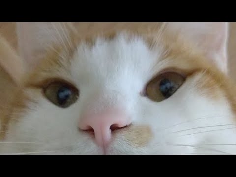 こたつ猫LIVE配信　211225