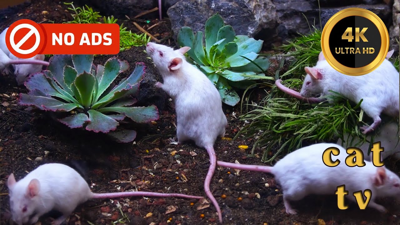 [NO ADS, NO AI] CAT TV 🐭 White Mice Climbing in Succulent Garden | 36 Silly Mice 4K