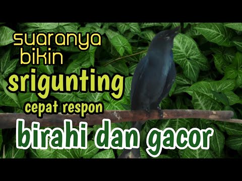 Burung Srigunting Hitam Gacor Suaranya Unik Variasi || Burung Saeran Jawa Barat