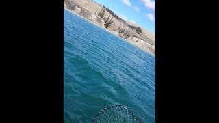 20160309 First whitefish on boat 2016