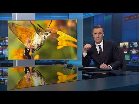 Sound of the hummingbird hawk moth (UK/Global) 5/Aug/2026