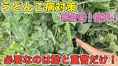 うどんこ病対策 重曹植物性オイルスプレーですぐ消える 無農薬で簡単に治す 概要欄に注意書きあり 効果が高い重曹水の作り方 対処 治療 エンドウ カボチャ キュウリ ウリ科 オリーブオイル Youtube
