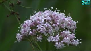 NATUURFILM UIT DE BRUUK [GROESBEEK]