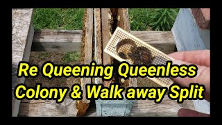 Requeening Queenless Colony & Walk Away Split
Requeening Queenless Colony
& Walk Away Split
Beekeeping Supplies To order our Barnyard Bees hats, click on the link below. Link to super packages is also below. Click Below To Order Super Packages https://barnyardbees.com/product/ Click below to order our hats https://barnyardbees.com/product/barnyard-bee-hats/ Click below to order
https://barnyardbees.com/product/2024-marked-packages/
Checkbout our Facebook page for beetle barn bait. Queen Bee (Shipped by Date) – Barnyard Bees https://barnyardbees.com/product/queen-bee-shipped-by-date/ Beetle Blaster – Barnyard Bees https://barnyardbees.com/product/beetle-blaster/ Guardians Beetle Traps for Entrances – Barnyard Bees https://barnyardbees.com/product/beetle-traps-for-entrances/ Please help share our videos, click on little bell, like and subscribe, thanks for watching Barnyard Bees. Click here to order The Bee Funnel Bee Funnel – Barnyard Bees https://barnyardbees.com/product/bee-funnel/ Click here to give us a review BarnYard Bees Inc would love your feedback. Post a review to our profile. https://g.page/Barnyardbees/review?gm Check out the TikTok video here https://vm.tiktok.com/KaLSG7/ 2 frame nuc measurments. Bottom board is 5x 21 Sides 10 1/4 x 19 3/4 Front 3 1/2 x 8 3/4 Back 3 1/2 x 9 1/2....... 5 frame nuc measurments. Bottom board is 9x 21 Sides 10 1/4 x 19 3/4 Front 7 1/2 x 8 3/4 Back 7 1/2 x 9 1/2......... Top feeder box Bottom 10 1/2 x 20 Sides. 3 1/2 x 20 Ends. 3 1/2 x 12...... All of these measurements are based on assembling with 3/4 material such as Advantech... Please like and subscribe. 2024 Packages (Gentle Stock Packaged Bees) –
https://barnyardbees.com/product/2024-marked-packages/
Check out the TikTok video here https://vm.tiktok.com/KaLSG7/ Check out my YouTube channel on homesteading. Click on link below https://www.youtube.com/channel/UC3NYHm5C1aF1b4HVbbQJEOA Check out video below on how to make your own brood builder. https://youtu.be/TqSswyKIIUE Check us out on Instagram below https://www.instagram.com/barnyardbeesinc/ Check out our Facebook page below https://www.facebook.com/groups/1840466109605990/ Click below to order Nucs, packages, and beekeeping supplies. http://www.barnyardbees.com Beekeeping news is Brushy mountain bee supply is going out of business, and Kelly bee is merging with mann lake bee supply. Barnyard bees can help supply you with anything and everything pertaining to beekeeping. http://www.barnyardbees.com Store# (706)971-2700 Barnyard bees has everything and anything pertaining to beekeeping. So anyone needing beekeeping supplies we have them at a very competitive price. http://www.barnyardbees.com Click above to order 2024 Three pound packages, 5 frame nucs, anything and everything pertaining to beekeeping beetle barns, beetle blasters, mite strips, woodware, frames, Mated Italian queens, tools, bee suits, Barnyard Bees apparel T shirts, hoodies, tank tops, baseball ts, medication, hive kits, ultra bee pollen, honey. Also ask about our wholesale prices on honey,and beekeeping products. equipment we have it at http://www.barnyardbees.com 2 frame nuc measurments. Bottom board is 5x 21 Sides 10 1/4 x 19 3/4 Front 3 1/2 x 8 3/4 Back 3 1/2 x 9 1/2....... 5 frame nuc measurments. Bottom board is 9x 21 Sides 10 1/4 x 19 3/4 Front 7 1/2 x 8 3/4 Back 7 1/2 x 9 1/2......... Top feeder box Bottom 10 1/2 x 20 Sides. 3 1/2 x 20 Ends. 3 1/2 x 12...... All of these measurements are based on assembling with 3/4 material such as Advantech... #queenbee #beekeeping #honeybees Requeening Queenless Colony & Walk Away Split