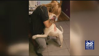 Reunited: Missing deaf dog home safe in Springfield