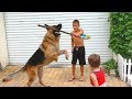 Когда в доме дети и немецкая овчарка. Тайсон. Children and German Shepherd Tyson.