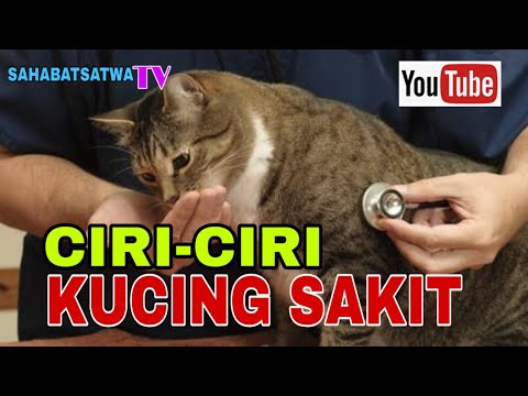 Video: Perut Sakit Pada Kucing