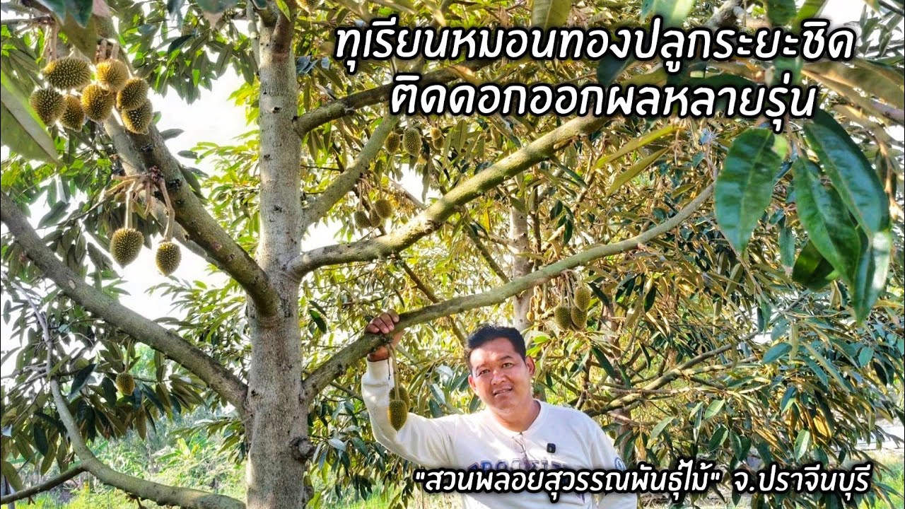 ทุเรียนหมอนทองปลูกระยะชิดติดดอกออกผลหลายรุ่น 