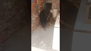 Download Lagu neget,vdeo MP3