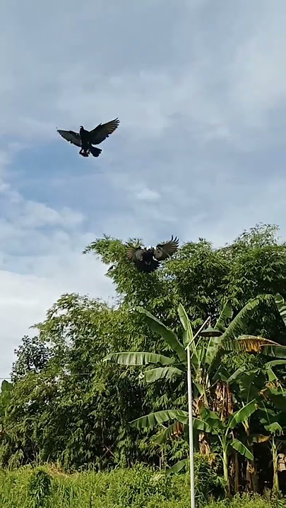 Merpati Gaditano VS  Trisula Pouter , Landing Free Flight ,