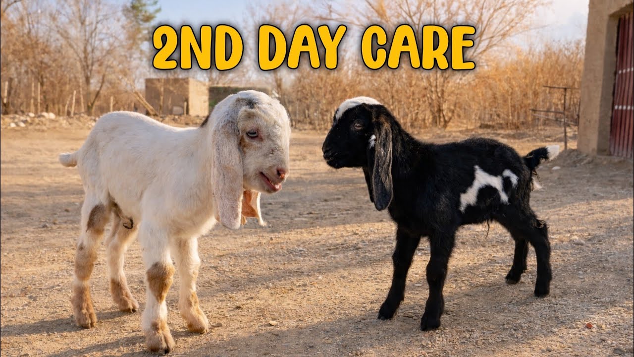 2nd Day After Birth! Bakri Ke Bachay Maa Ka Doodh Peete Hue 🐐