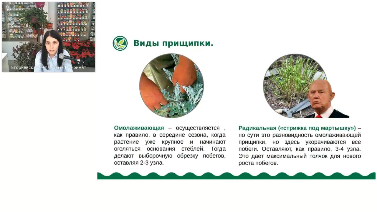 Егорьевский тепличный комбинат укорененные черенки каталог с картинками