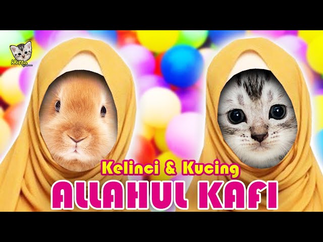 KUCING DAN KELINCI LUCU SHOLAWAT ALLAHUL KAFI || Kitty Kucing Lucu class=