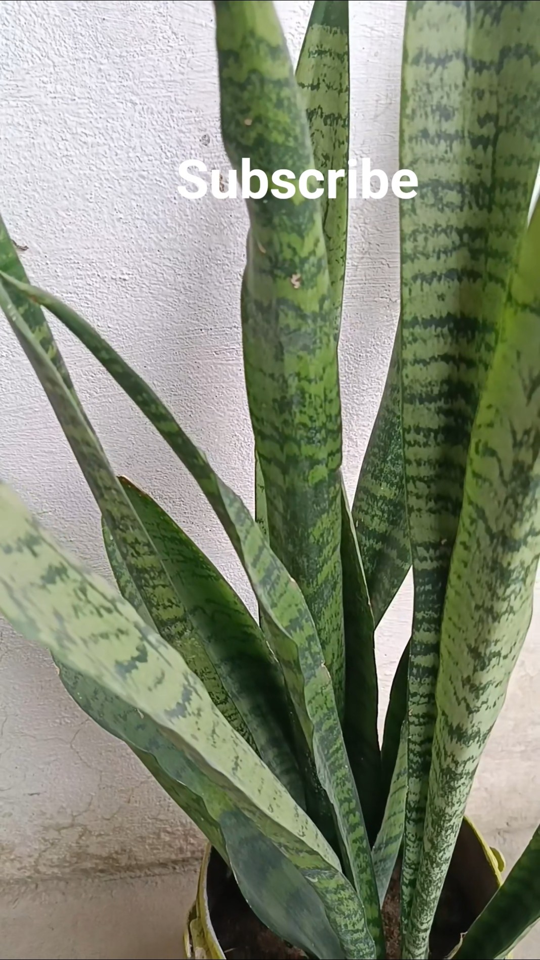 💚नेचर लवर🌿 - ShareChat