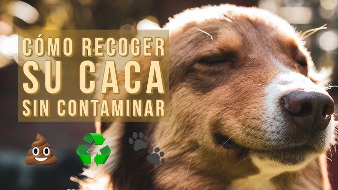 Más de 900 euros en una bolsa para recoger las cacas de los perros