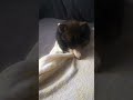 #pomsky