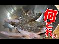 赤潮で浮いたペラペラの魚が衝撃だった