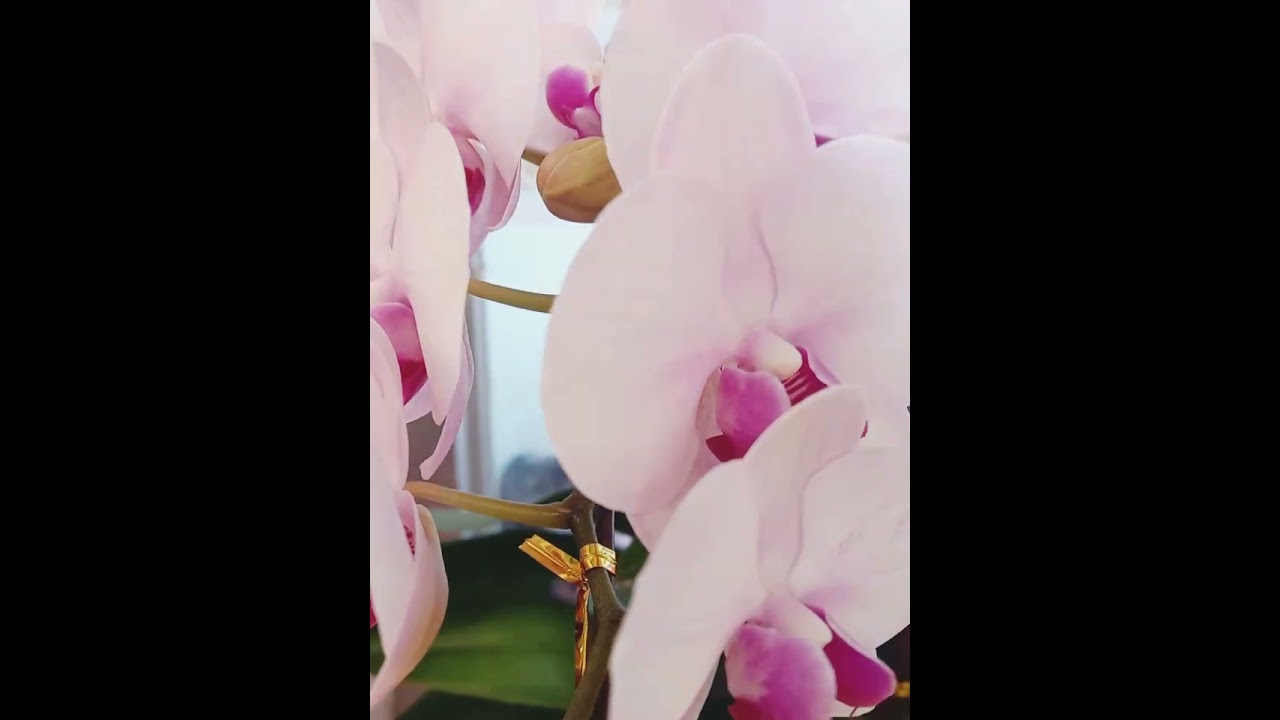 BEAUTIFUL PINK ORCHIDS 