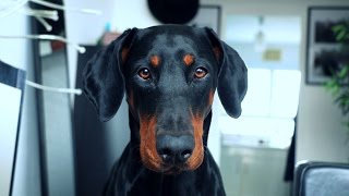 Le doberman... Cette terreur.