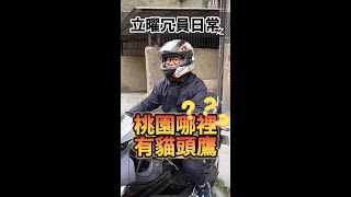 【立曜冗員日常】之 桃園哪裡有貓頭鷹🦉🦉🦉