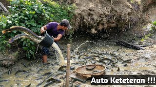 Nguras kubangan di sungai Kering Banyak Ikan Gabus Besar nya. Auto Melongo