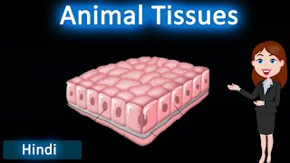 Animal Tissues || 3D Animated explanation || class 9th & 11th science || Tissues ||
