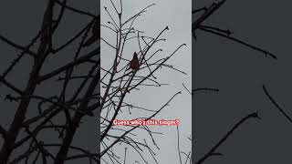 Do you know about this singing bird? #redbirds #birds #singing #singer #bird #birdslover #birdsounds