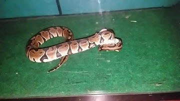 Ball Python live feeding- SLOW MOTION