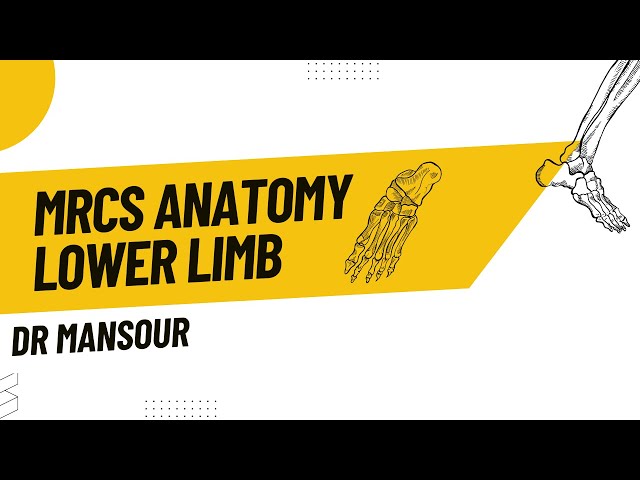 MRCS part B| Lower Limb anatomy revision part 1 class=