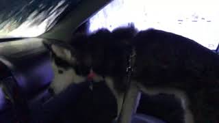 Siberian Husky Visits Carwash - 12/15/2019