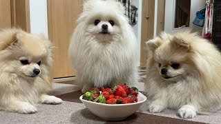 優しい性格のポメラニアン達もイチゴを見ると豹変します笑 - YouTube