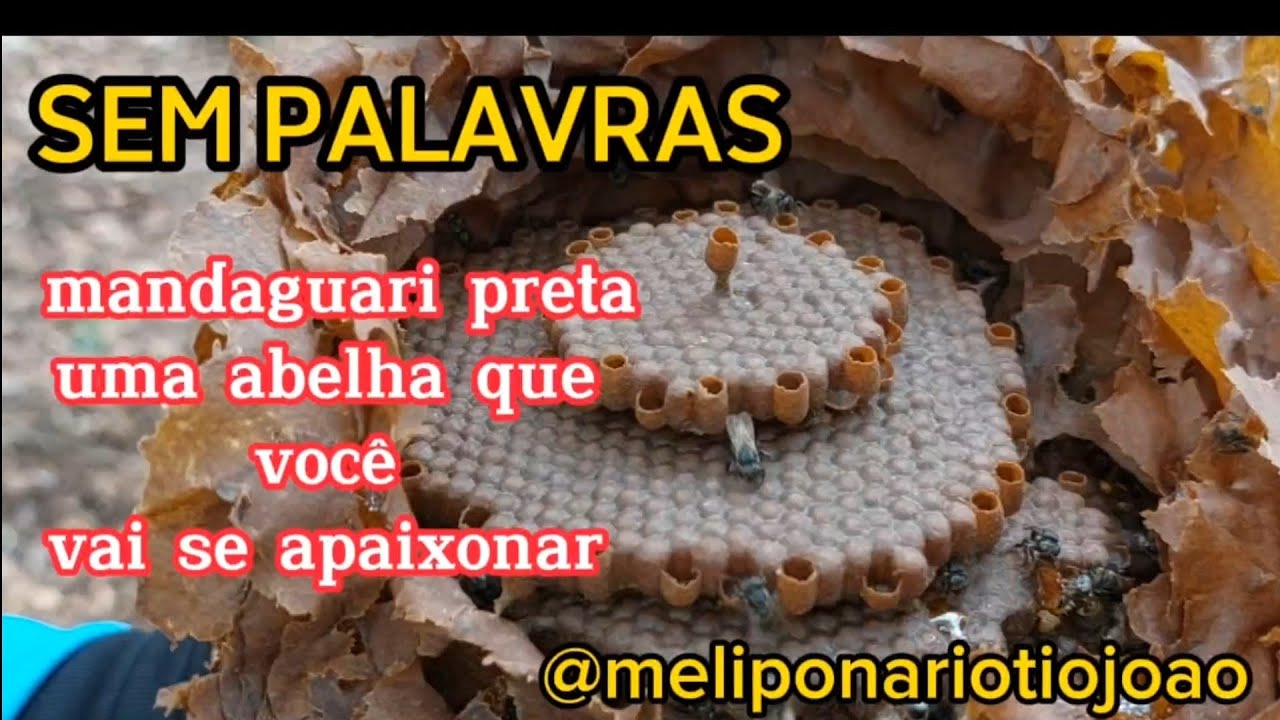 transferência de mandaguari preta...scapitotrigona Postica (