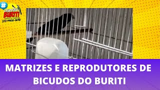Matrizes e Reprodutores de Bicudos do Buriti