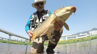 Fly fishing - Episode 31 - Big Carp Fly fishing in Yang San Cheon (잉어플라이낚시)