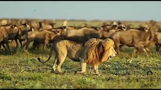 The King and wildebeest