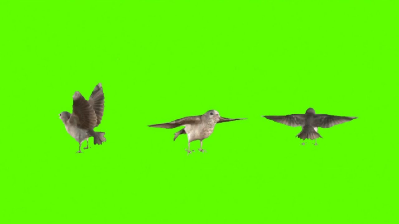 Bird Flying Cartoon Character | No Copyright Green Screen Video | Bird ...