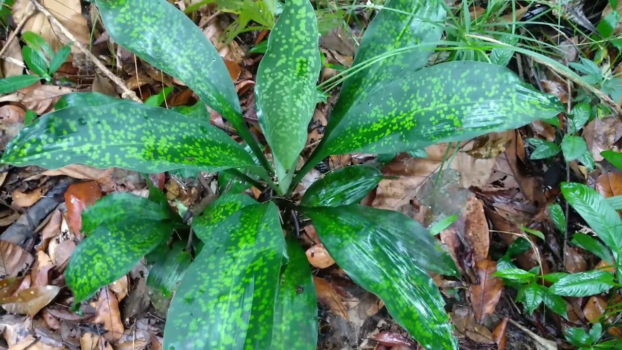 Jenis Tanaman Hias Hutan Kalimantan Youtube