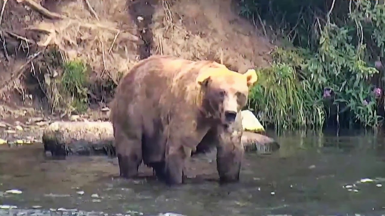 Bear 755 ScareDbear 2019